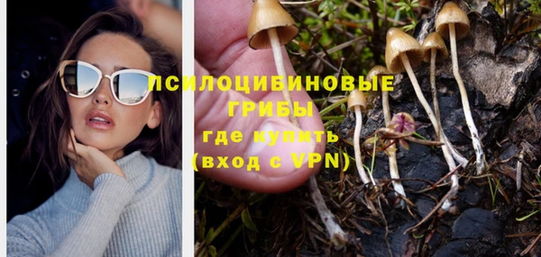 прущие грибы Дмитров